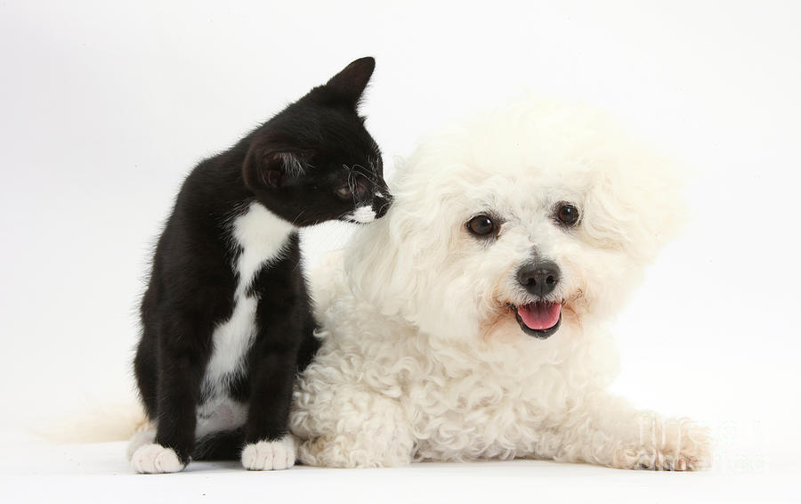 Bichon Frise Dog And Tuxedo Kitten Photograph by Mark Taylor
