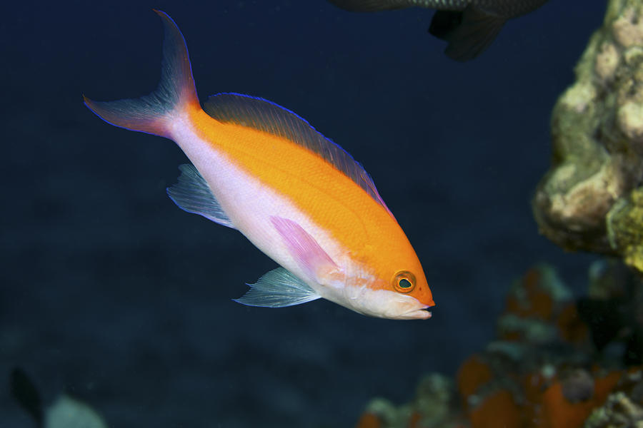 Bicolor Anthias III Photograph by Dave Fleetham - Printscapes