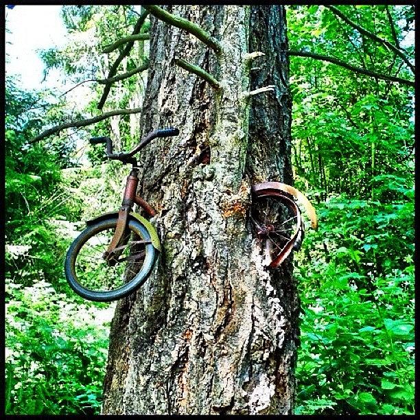 Bicycle Photograph - Bicycle-eating tree by T Catonpremise