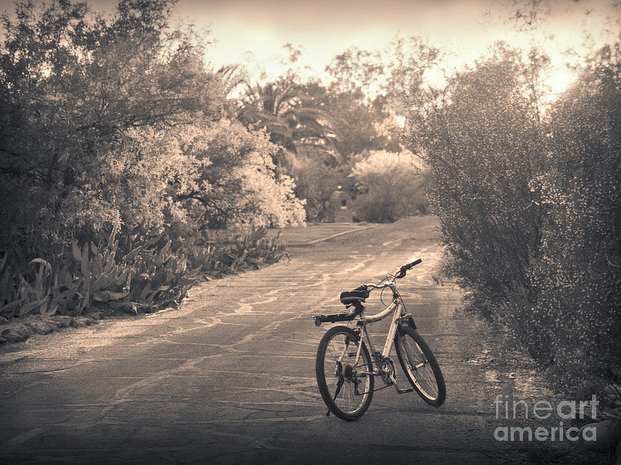Tucson Photograph - Bicycle in Tucson by Janeen Wassink Searles
