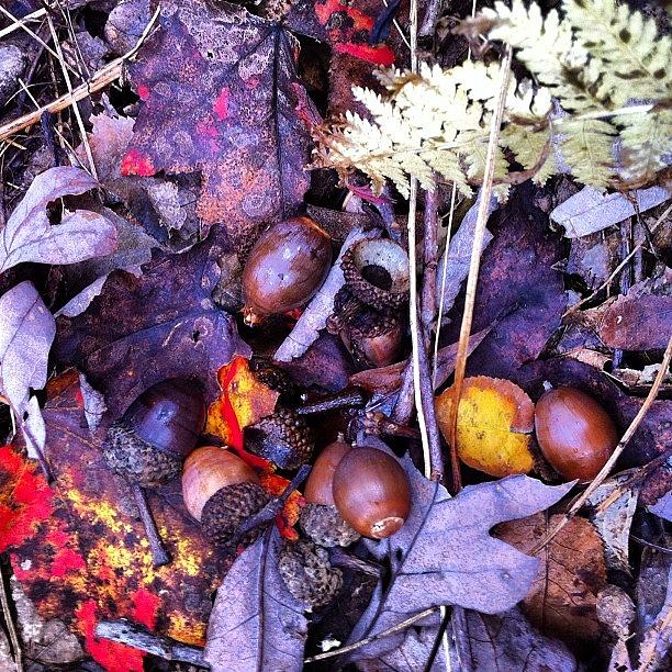 Pa Photograph - Big Acorn Crop This Year In by Dave M