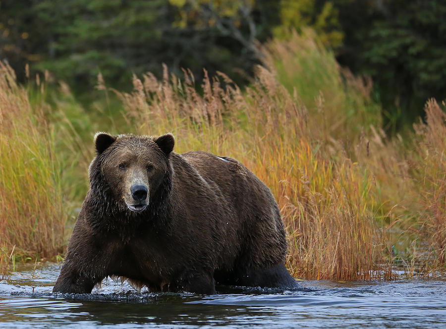 Big Alaskan Brown Bear Photograph by Sam Amato