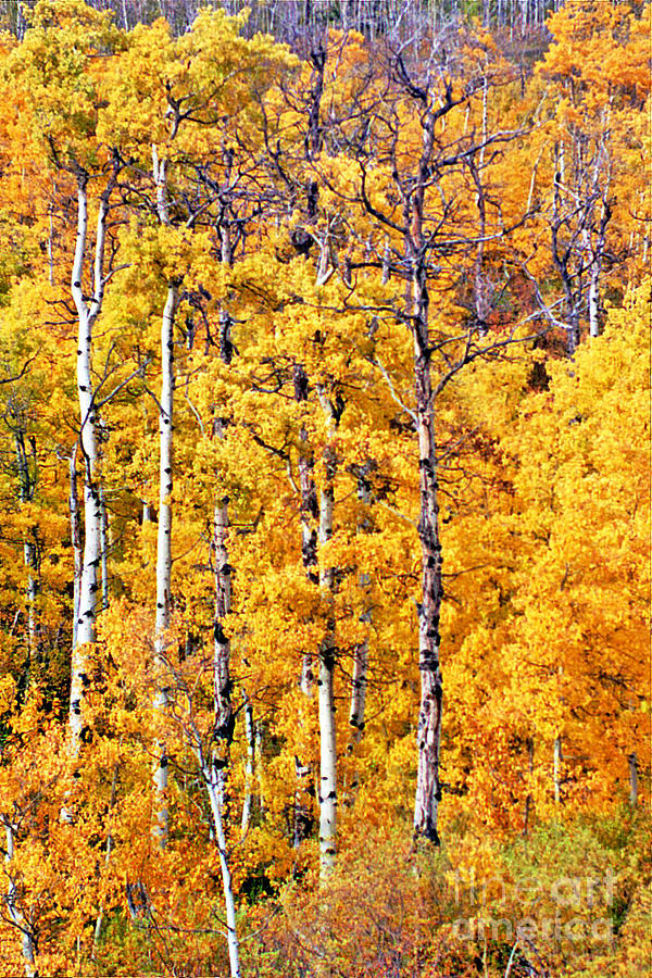 Big Aspen II Photograph by Mike Stone - Fine Art America