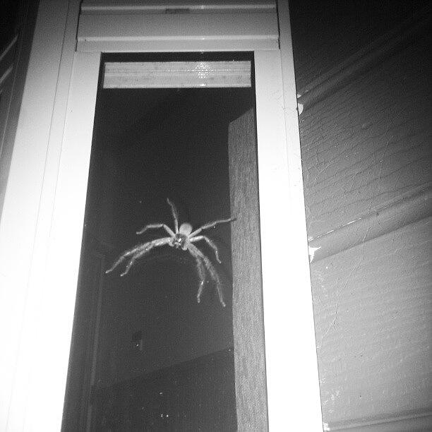 Big Ass Spider On Our Tiny House Photograph by Rachel Devine