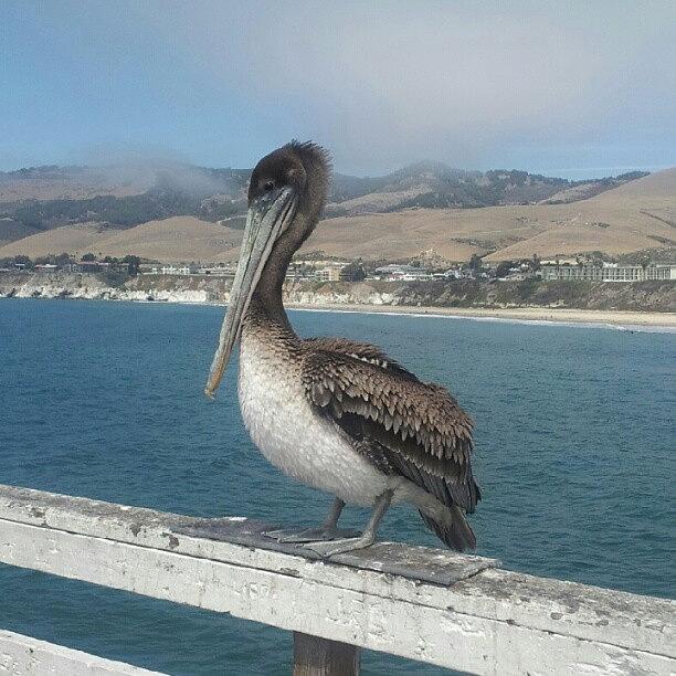 Pelican Photograph - Big Bad Ass Birds! #pelican by Heather Baldwin