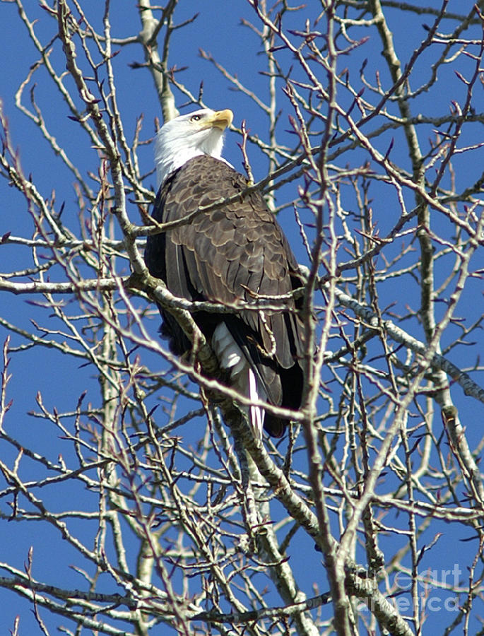 Big Bald Eagle Photograph