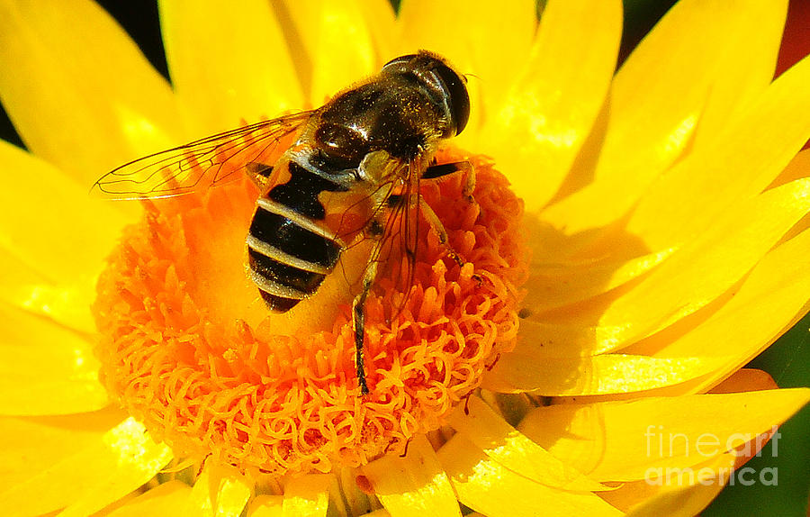 Big Bee in the Yellow Flower Photograph by Randy Harris