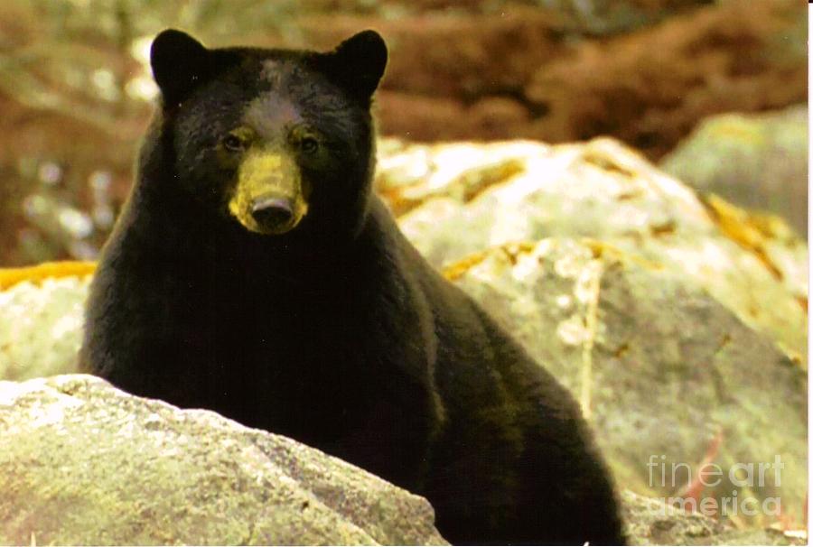 Big Bend Black Bear Photograph by Diane Kurtz - Pixels