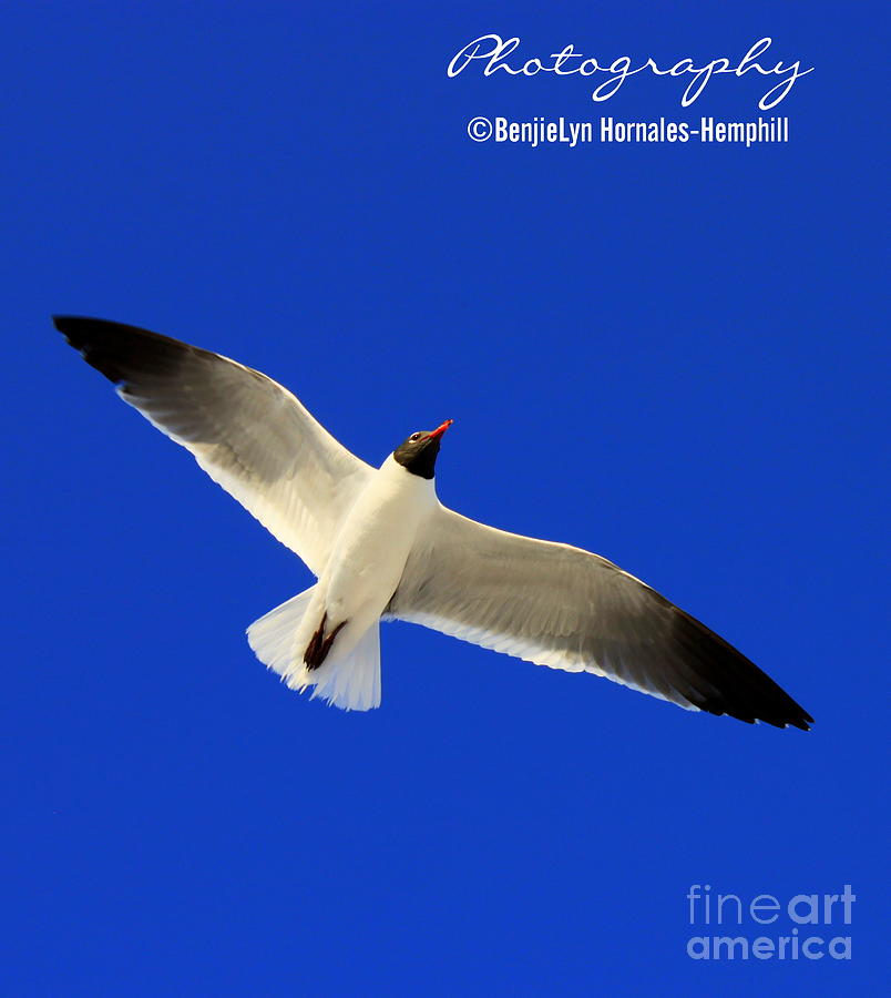 Big Bird Flying In The Sky Photograph by BenjieLyn Hemphill