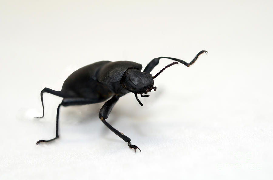 Big Black Beetle Photograph by Laura Mountainspring