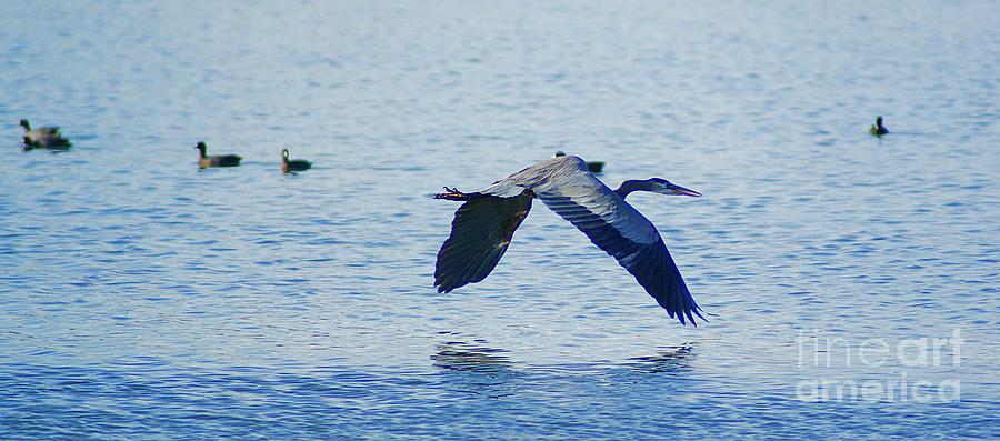 Big Blue Heron Flying Away From Me Photograph by John  Kolenberg