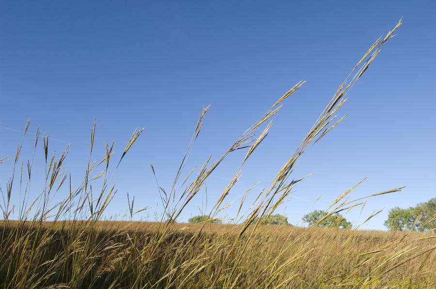 Nebraska Bluestem: Where the Prairie Sings