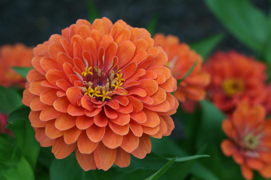 Zinnia Photograph - Big Bold Zinnia Flower by Bonnie Boden Zinnia Photograph - Big Bold Zinnia Flower by Bonnie Boden