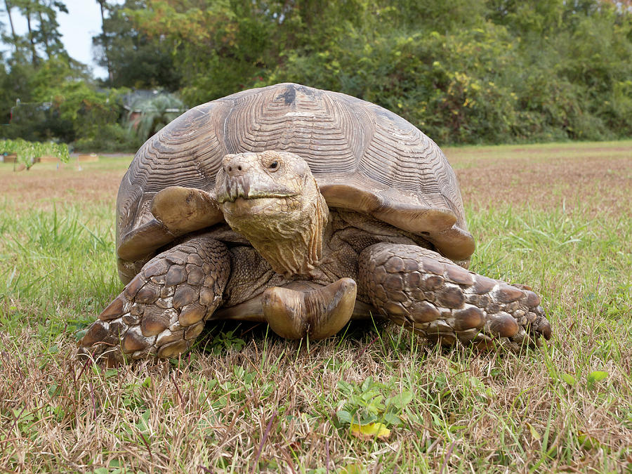 Big Boss Turtle Photograph by Mike Covington