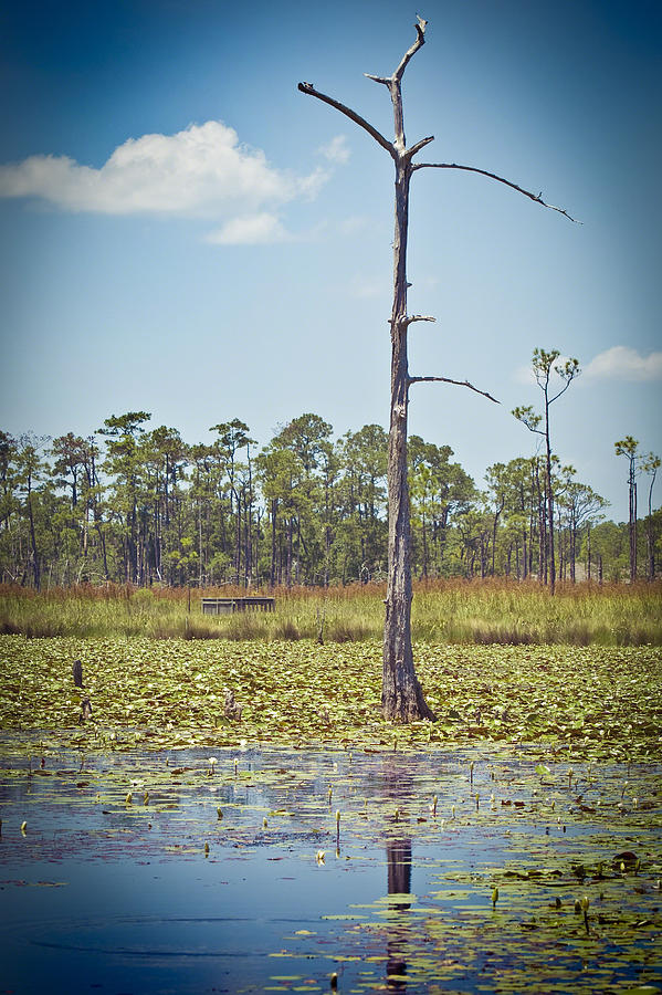 Big Branch Swamps Photograph by Ray Devlin