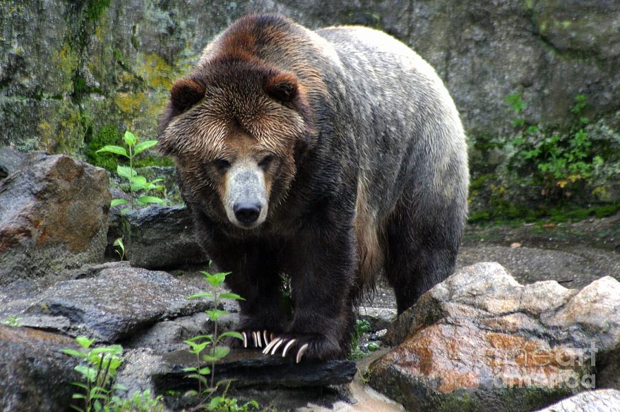 Wildlife Photograph - Big Brown Bear by Living Color Photography Lorraine Lynch