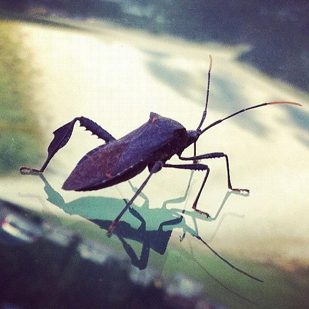 Amaro Photograph - Big Bug On The Windshield. #amaro by Michael Bailey