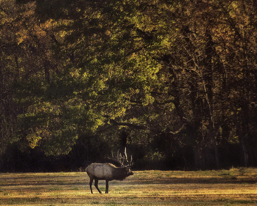 Big Bull Elk at Sunrise Photograph by Michael Dougherty