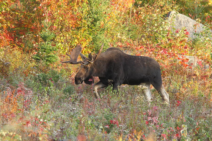 Big Bull in Autumn Splendor Photograph by Duane Cross