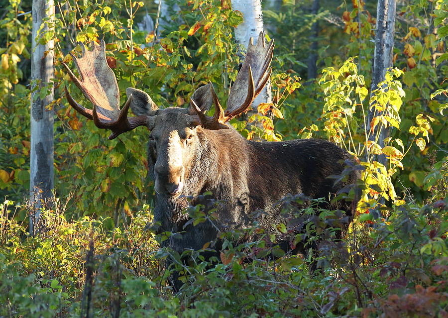 Big Bull Moose Early Morning Light Photograph by Duane Cross
