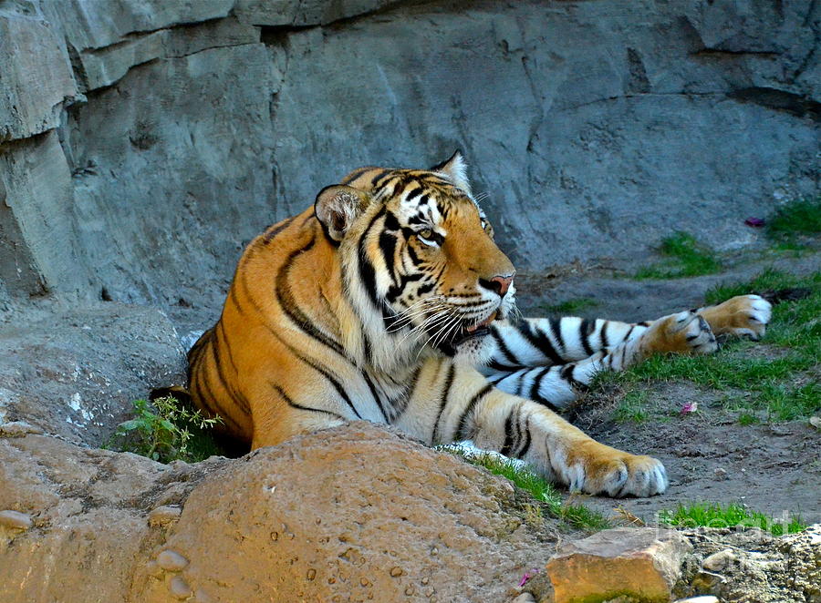 Big Cat Photograph by Carol Bradley - Fine Art America