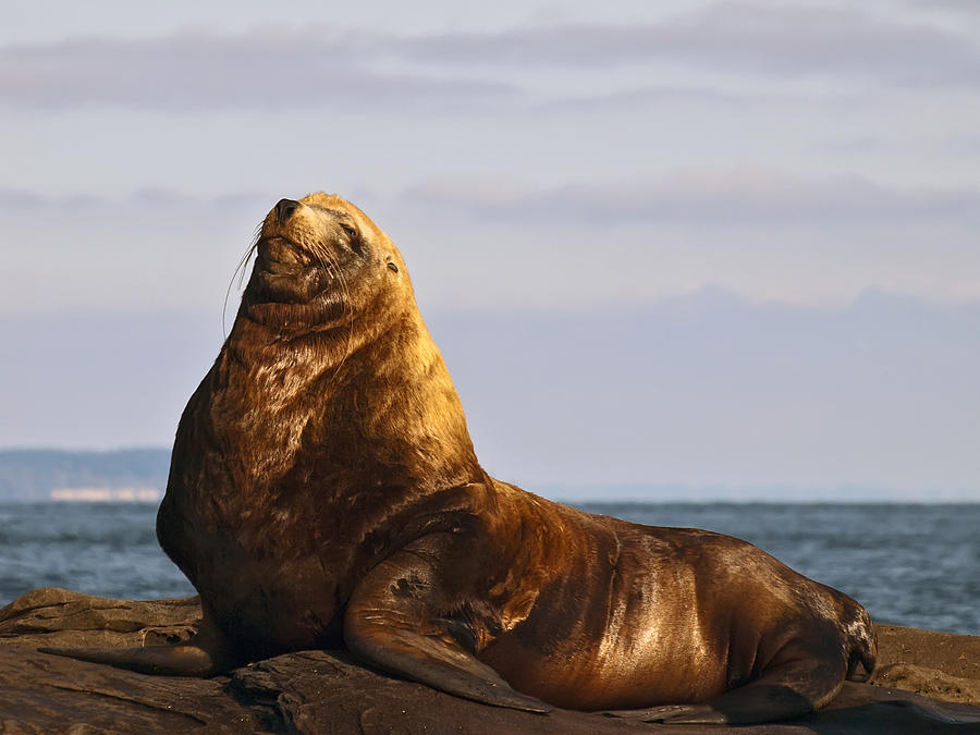 Big Daddy Photograph by Derek Holzapfel - Fine Art America