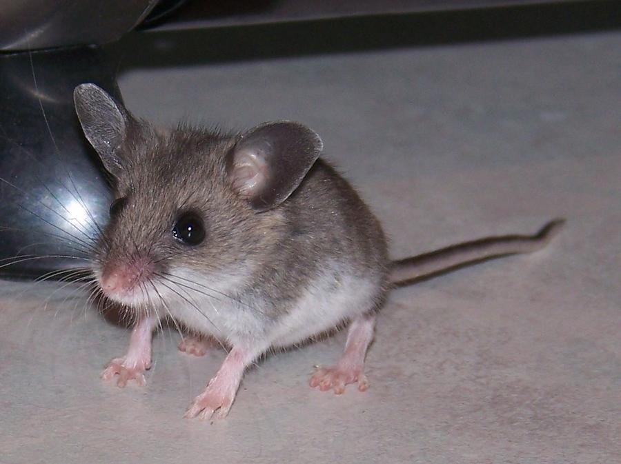 Big Ears 2 Photograph by Lisa Jones