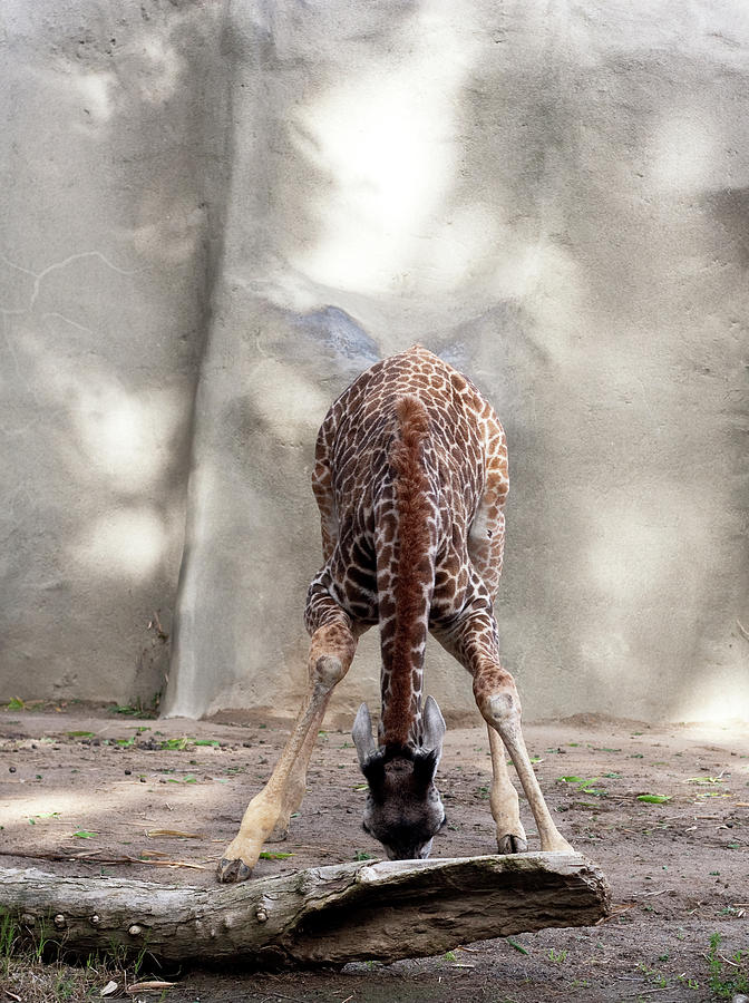 Big Effort Small Giraffe Photograph by Lorraine Devon Wilke