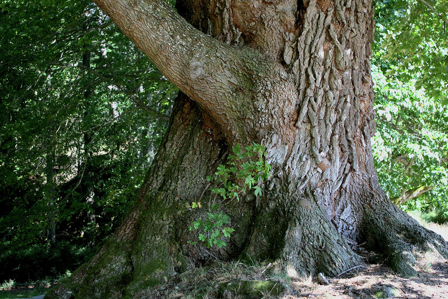 big tree trunk