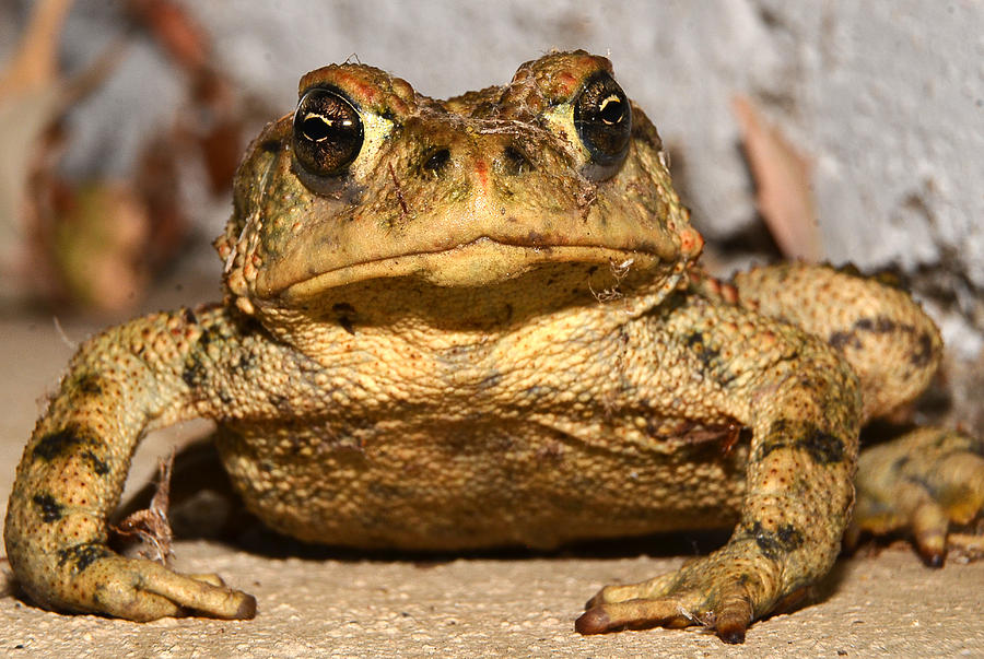 Big Frog Photograph by J L - Fine Art America