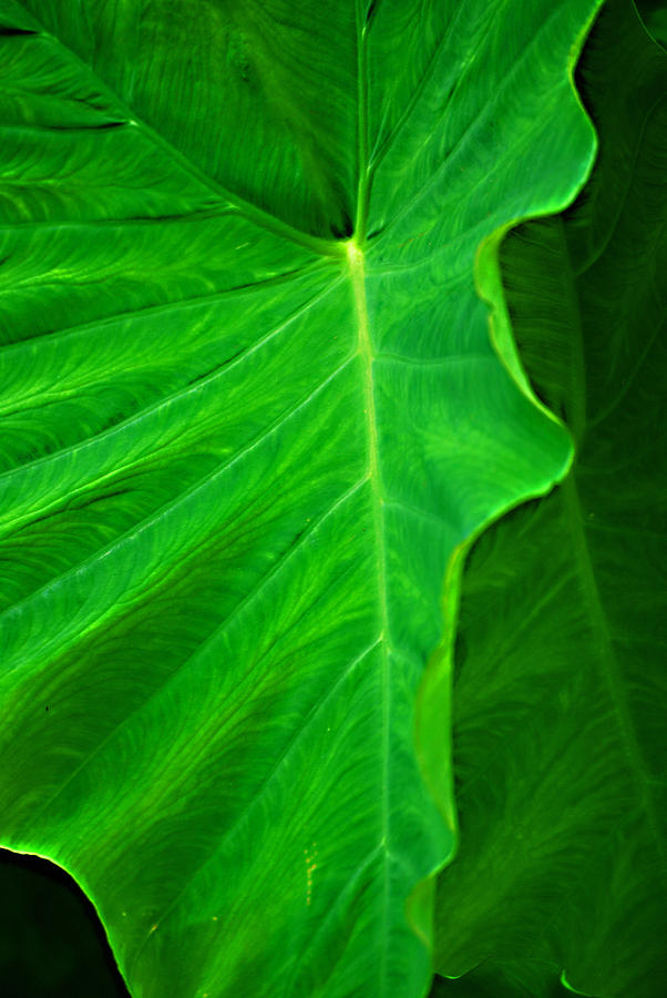 Nature Photograph - Big Green Leaf 2 by Michelle Cruz