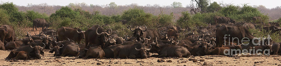 Big Herd Of Buffalos Photograph by Mareko Marciniak