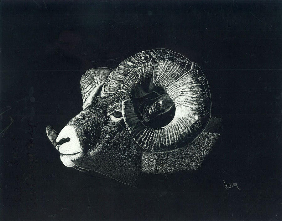 Big Horn Ram Drawing by Don Winsor