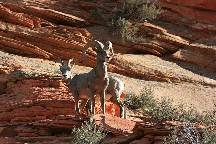 Big Horn Sheep at Zion Photograph by Marty Fancy