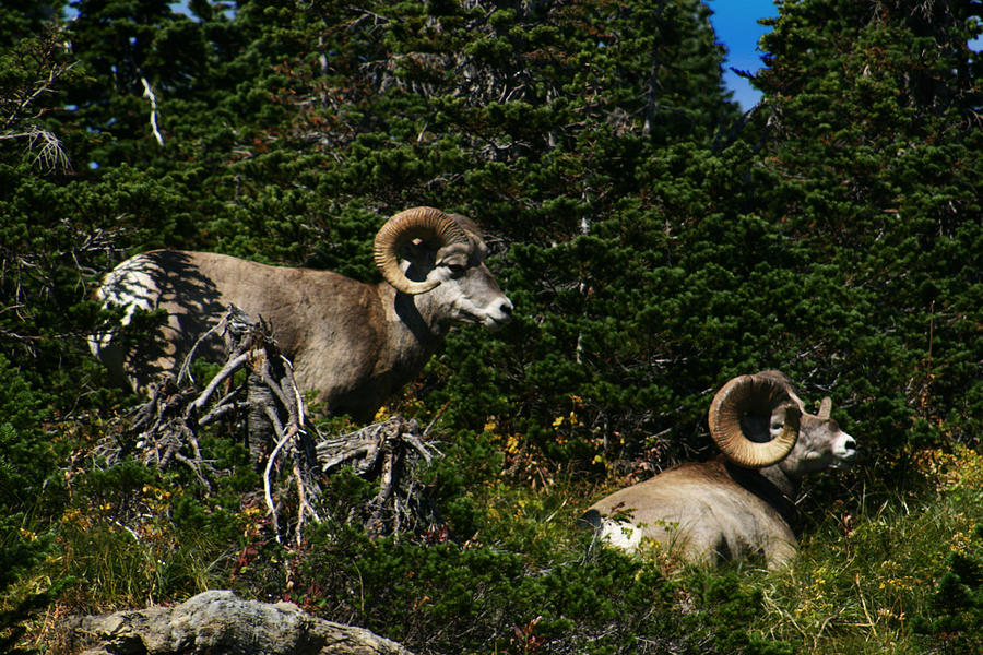 Big Horn Sheep Glacier National Park Photograph by Benjamin Dahl