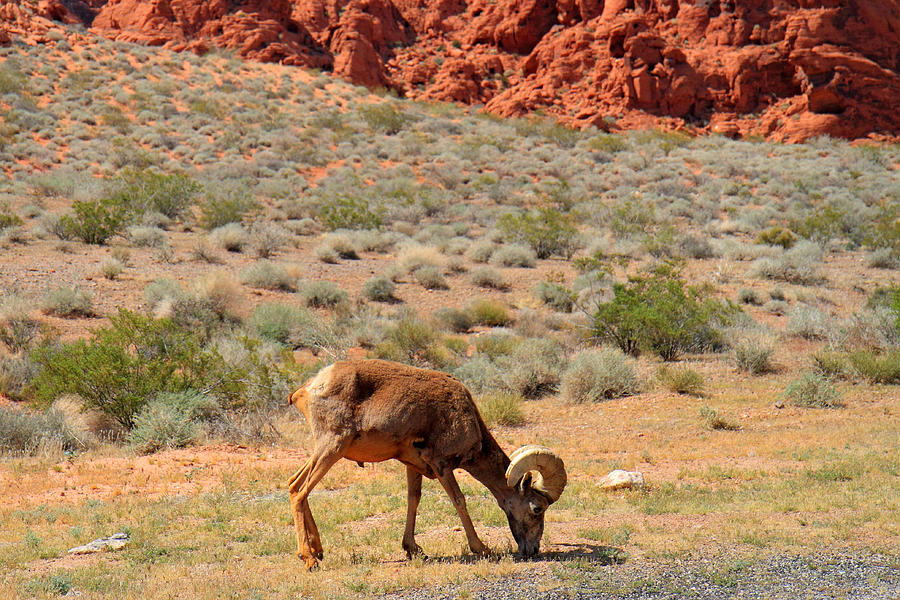 Big Horn Sheep in Valley of Fire Photograph by Pierre Leclerc Photography
