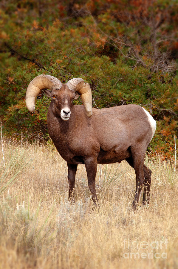 Big Horn Sheep Photograph by Jill Battaglia