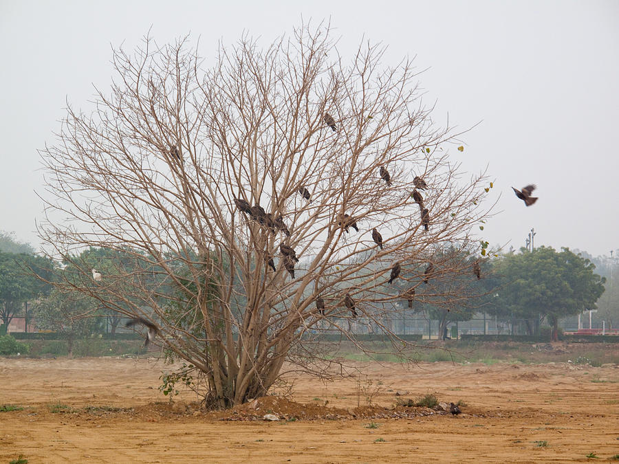 Big kite birds landing and taking off from a leafless tree Photograph by Ashish Agarwal