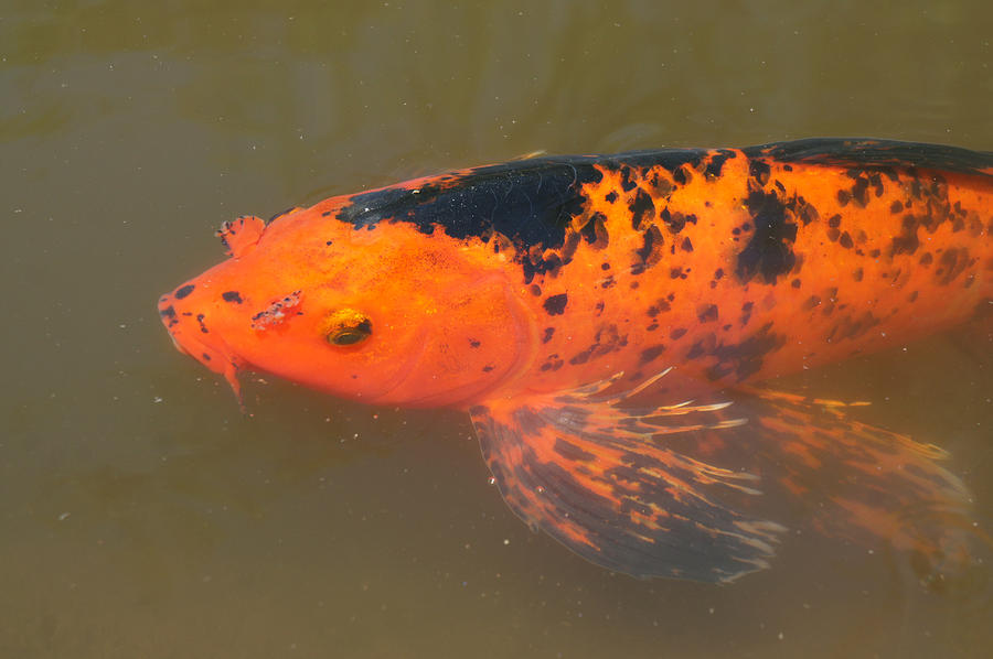 Big Koi Photograph by Thomas Nguyen