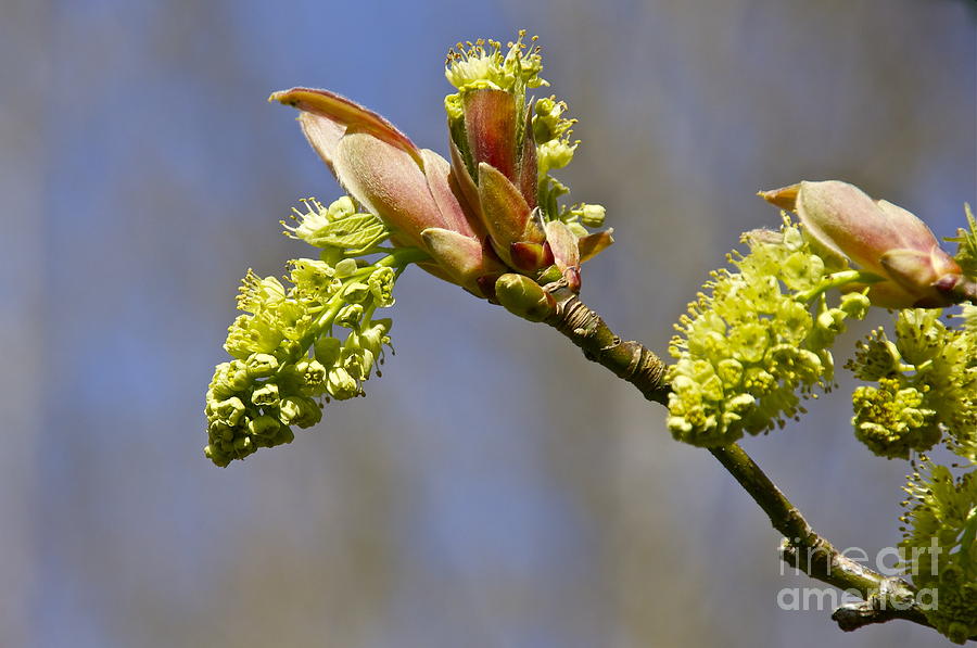 Big-Leaf Maple Blossom Photograph by Sean Griffin