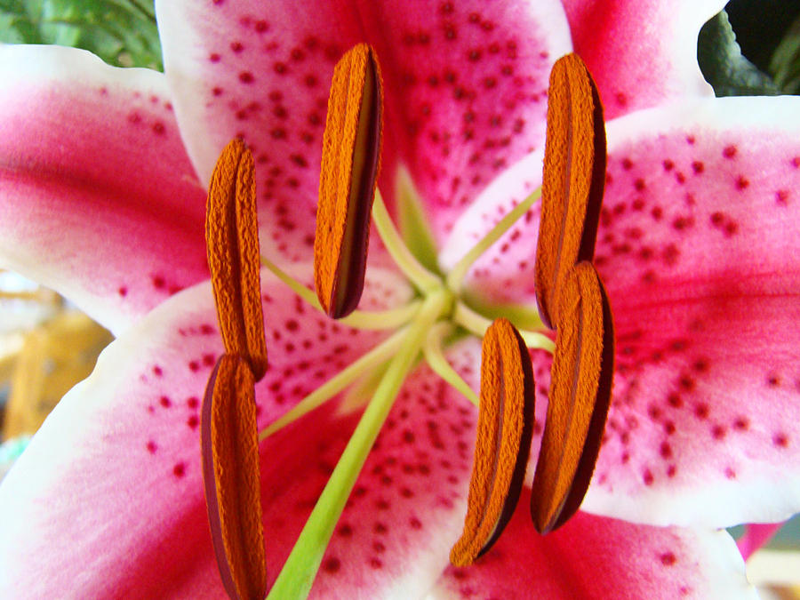 Big Lily Flower Art Prints Pink Lilies Floral Photograph