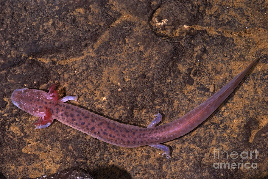 Big Mouth Cave Salamander Photograph by Dante Fenolio