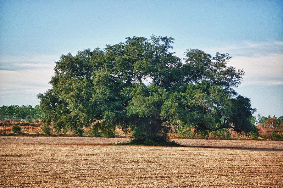 Big Oak in Middle of Field Digital Art by Michael Thomas