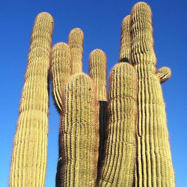 Scottsdale Photograph - Big Ol Cactus At The Trail. #sunshine by John Schultz