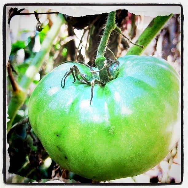 Jj Photograph - Big Ol Green Tomato On The Vine by Donna Johnson