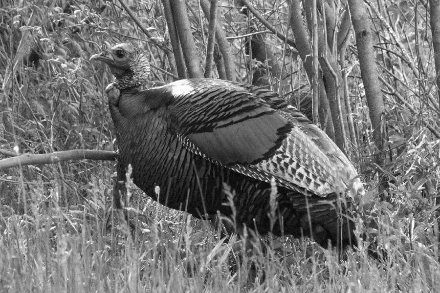 Big Ol Tom in Black and White Photograph by Mark J Seefeldt