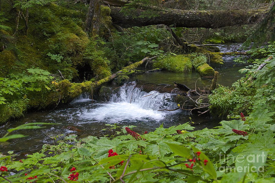 Nature Photograph - Big Quilcene Creek by Sean Griffin