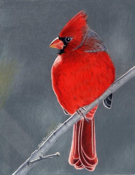 Big Red Northern Cardinal Drawing by Ana Tirolese