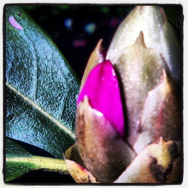 Flowers Still Life Photograph - Big Rhododendron Coming...#plant #flower by Carla From Central Va  Usa