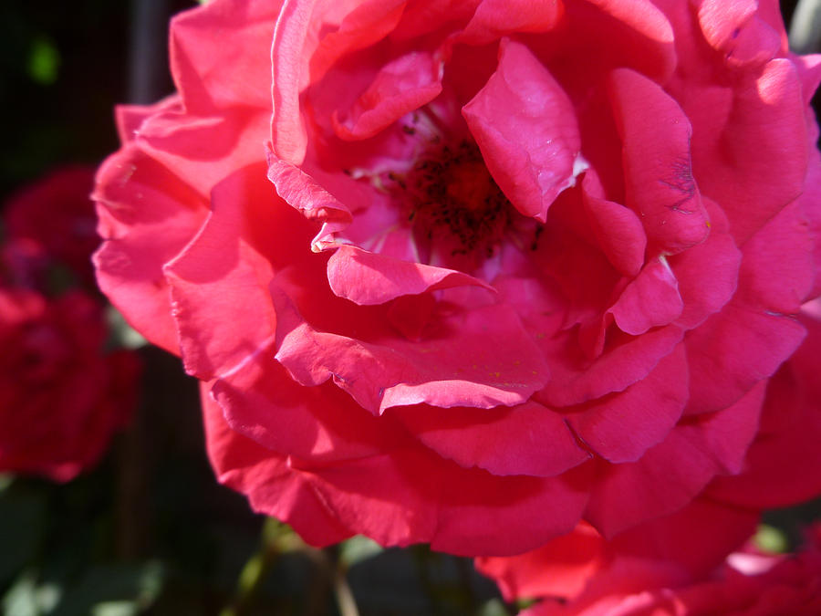 Big Rose by Kerry Jean Pennings Big Rose by Kerry Jean Pennings
